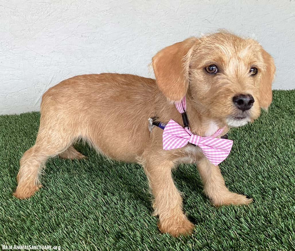 Autumn, an adopted mixed breed in San Diego, CA image 3/4