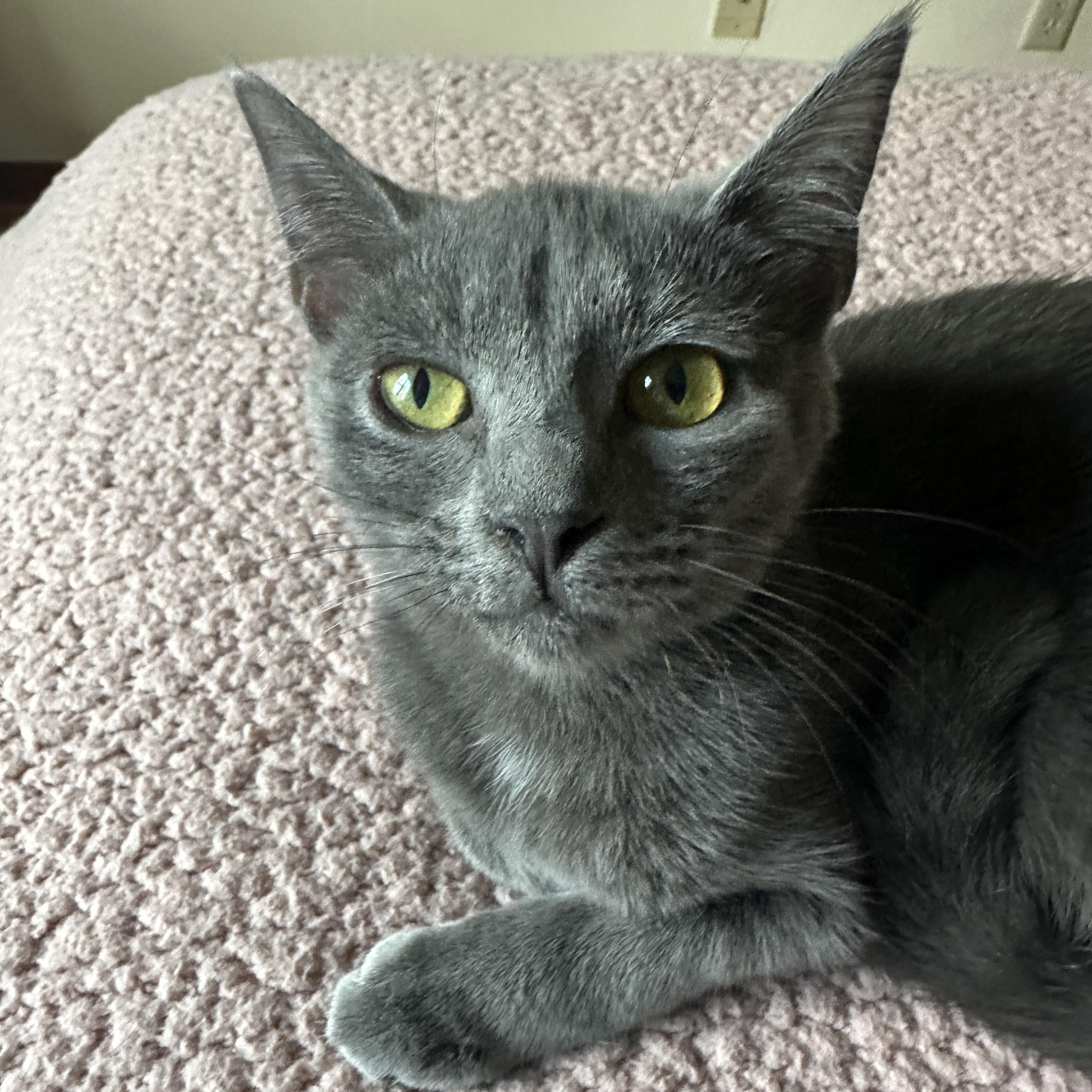 Vera Fang, a Adoptable Domestic Short Hair in Norfolk, VA image 3/5