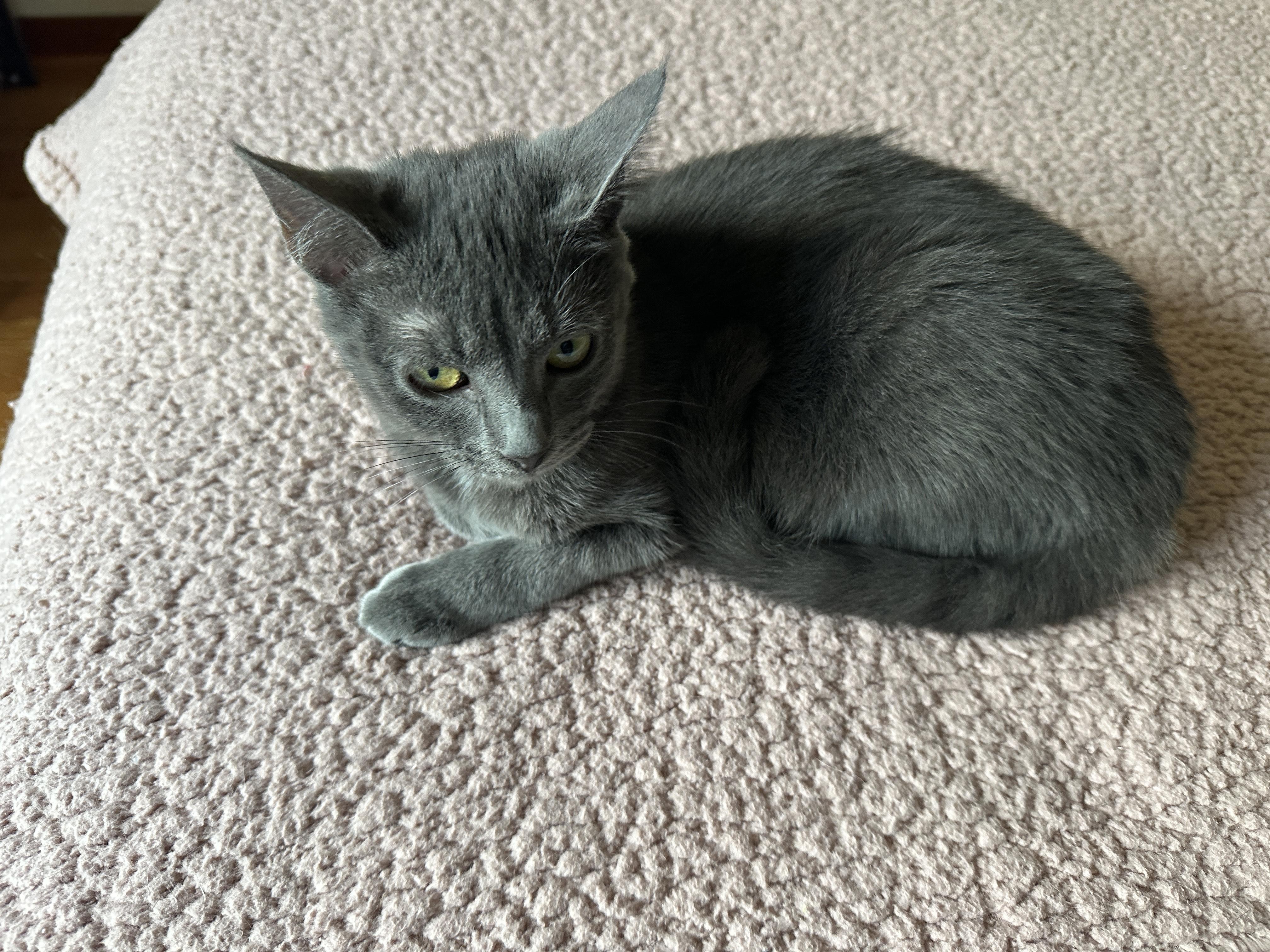 Vera Fang, a Adoptable Domestic Short Hair in Norfolk, VA image 4/5