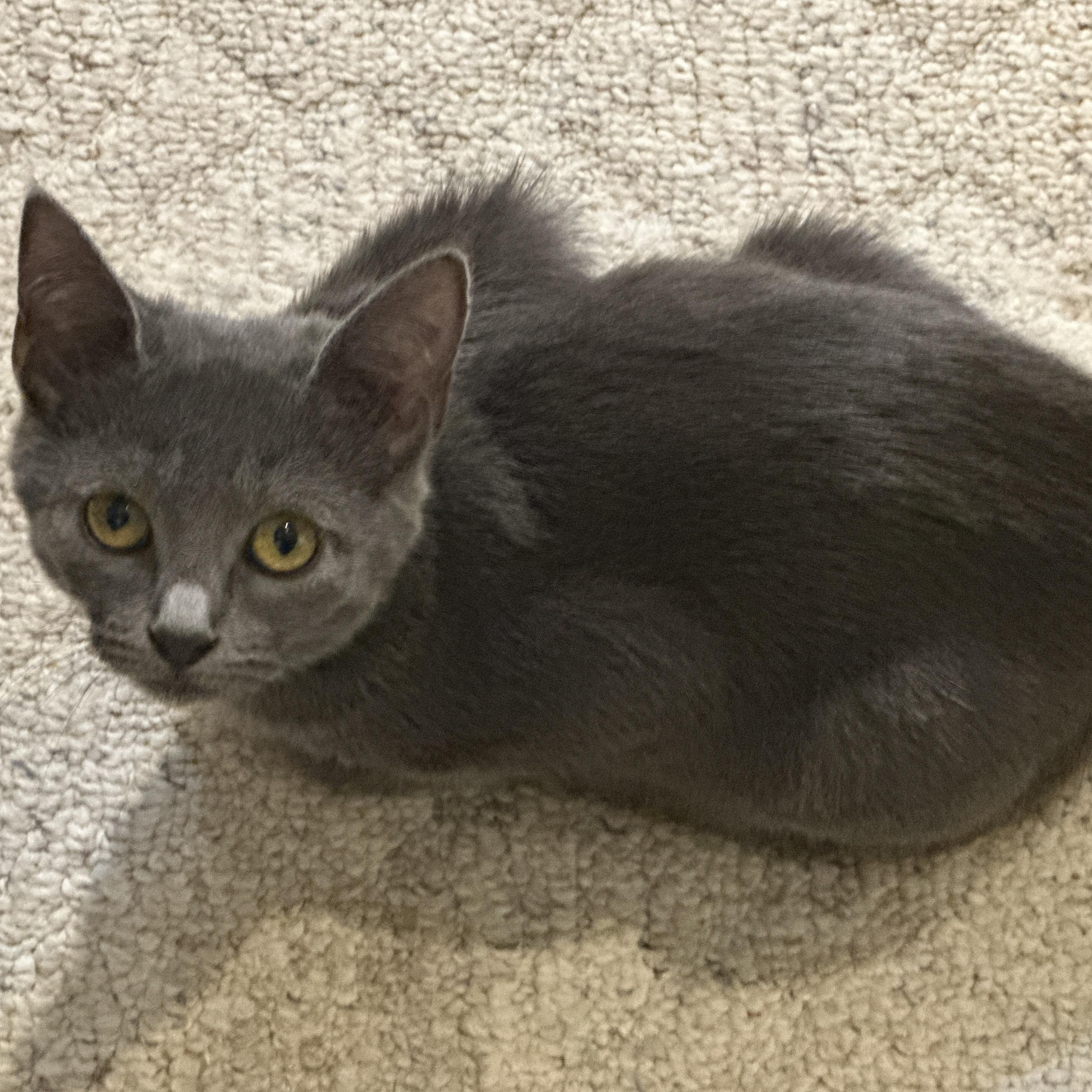 Vera Fang, Adoptable, Young Female Domestic Short Hair.