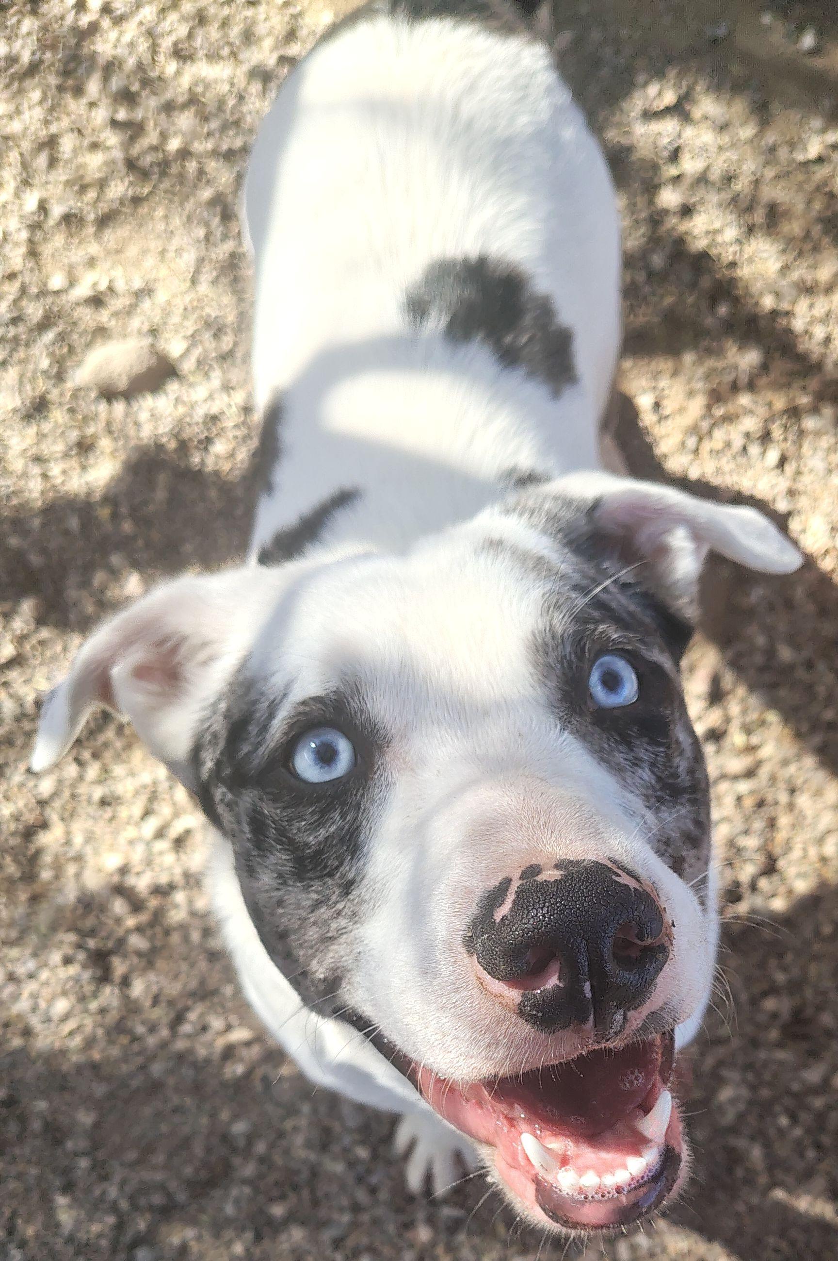 Enlarge Max, an adopted mixed breed in Parker, AZ image 1/1