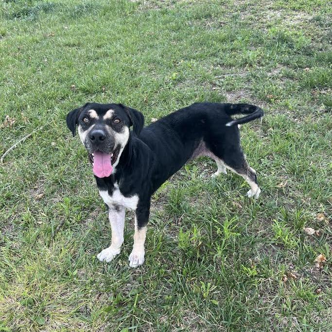 Tina, a Adoptable Mixed Breed in Ottawa, KS image 1/3
