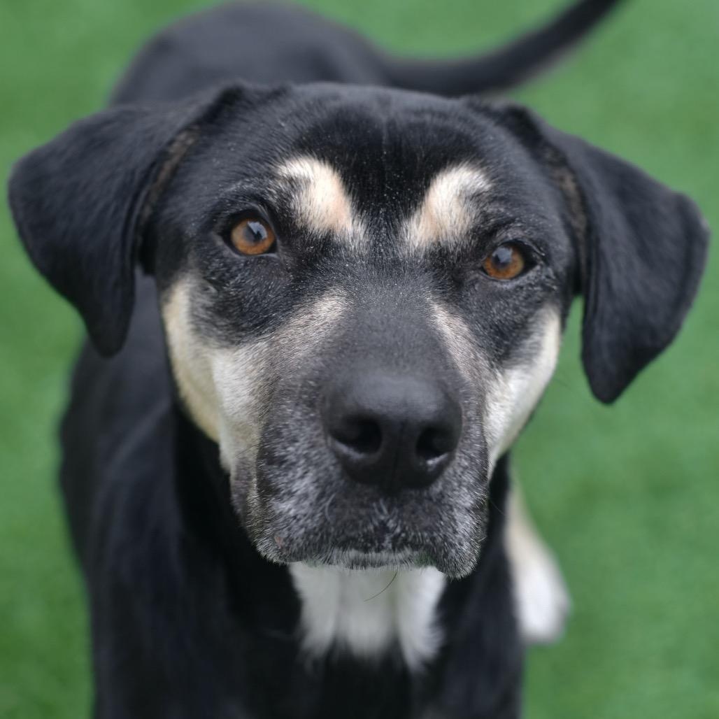 Tina, a Adoptable Mixed Breed in Ottawa, KS image 2/3