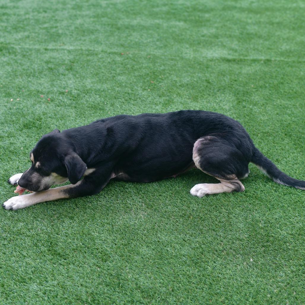 Tina, a Adoptable Mixed Breed in Ottawa, KS image 3/3