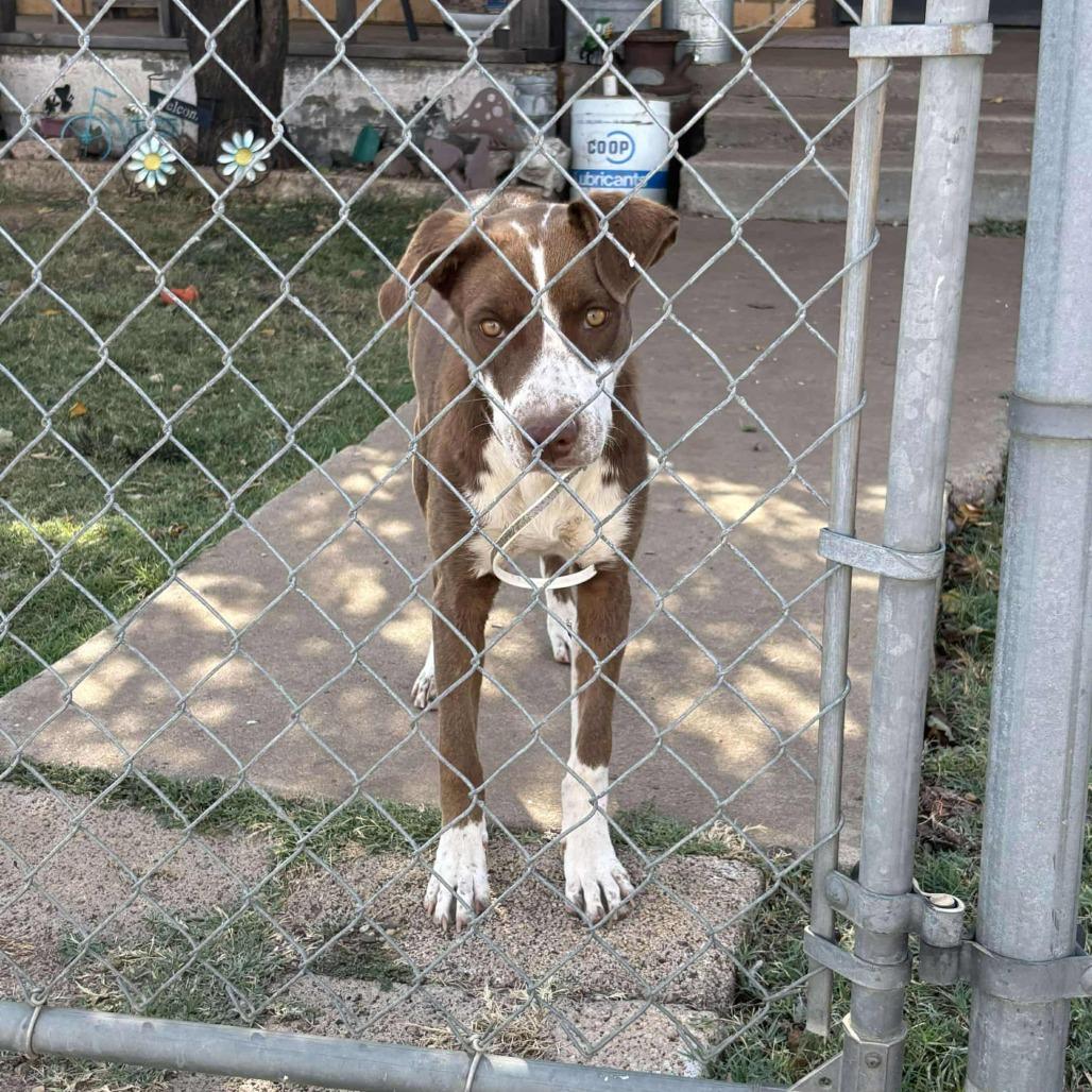 Maple, a Adoptable Mixed Breed in Boone, IA image 1/4