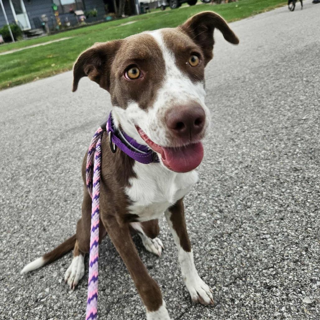 Maple, a Adoptable Mixed Breed in Boone, IA image 2/4
