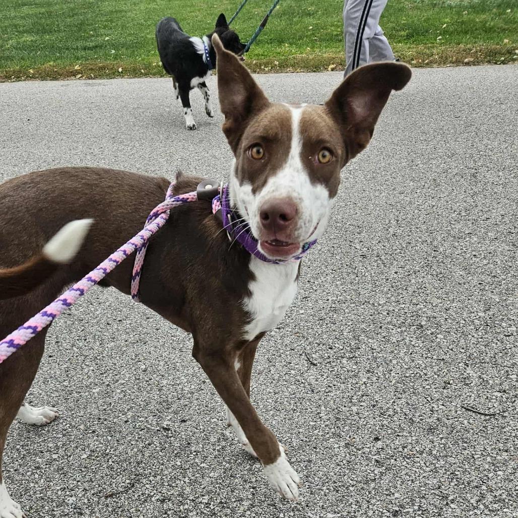Maple, a Adoptable Mixed Breed in Boone, IA image 3/4