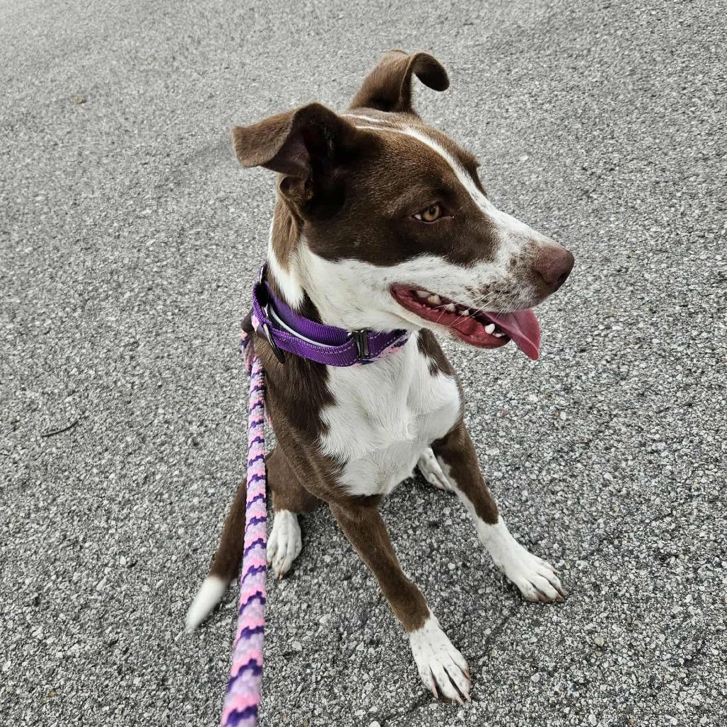Maple, a Adoptable Mixed Breed in Boone, IA image 4/4