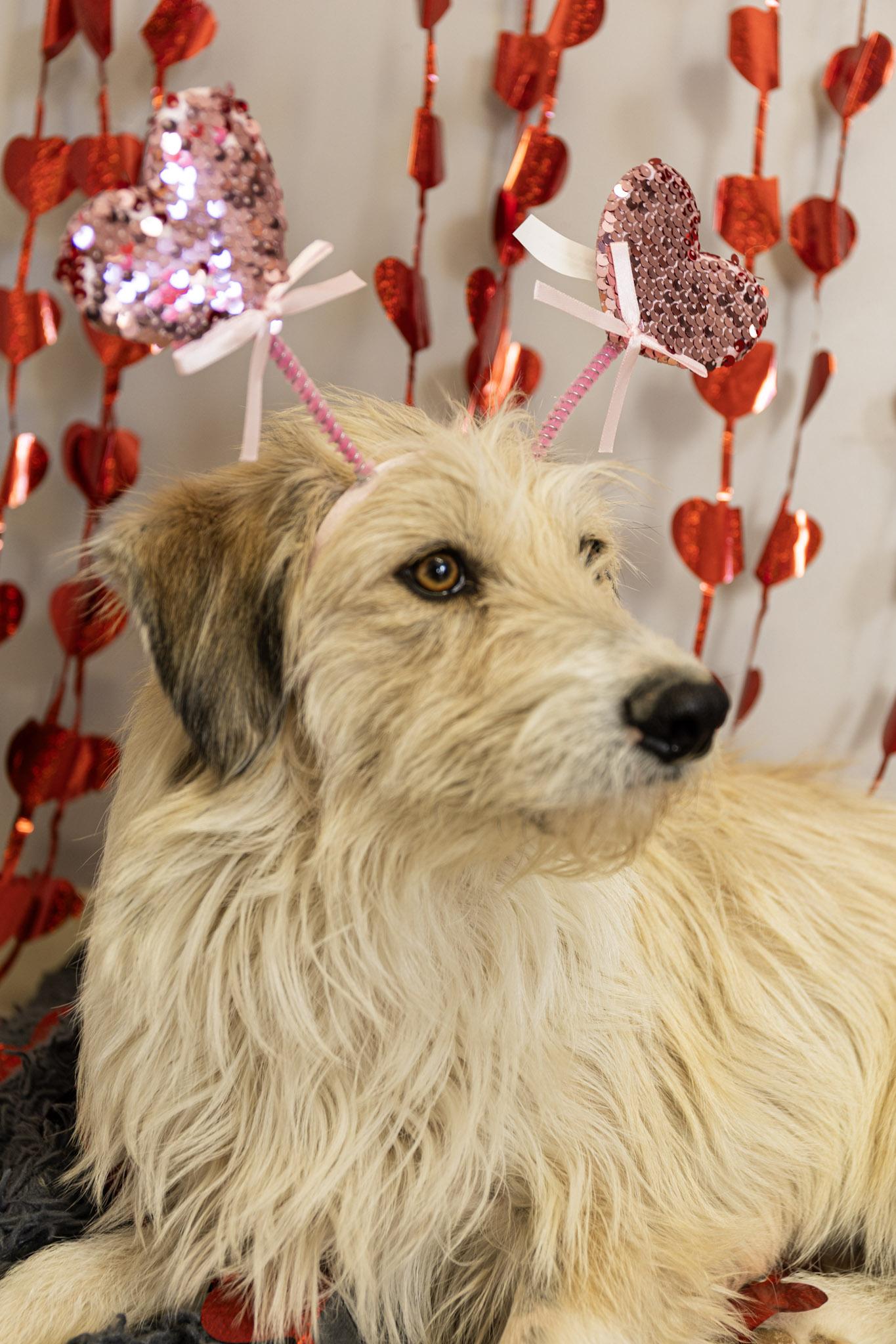 Winnie, adopted, Adult Female Mixed Breed.