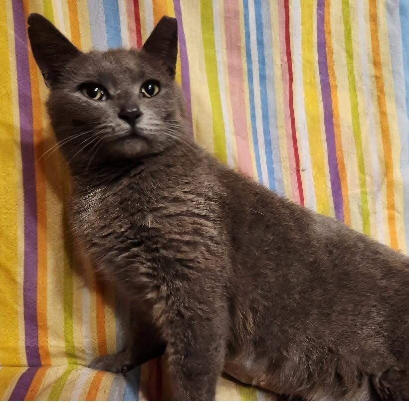 Honor, a ADOPTABLE Domestic Short Hair in Maple Shade, NJ image 2/2