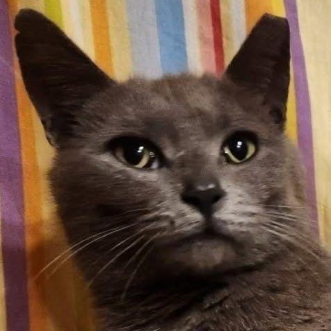 Honor, a ADOPTABLE Domestic Short Hair in Maple Shade, NJ image 1/2