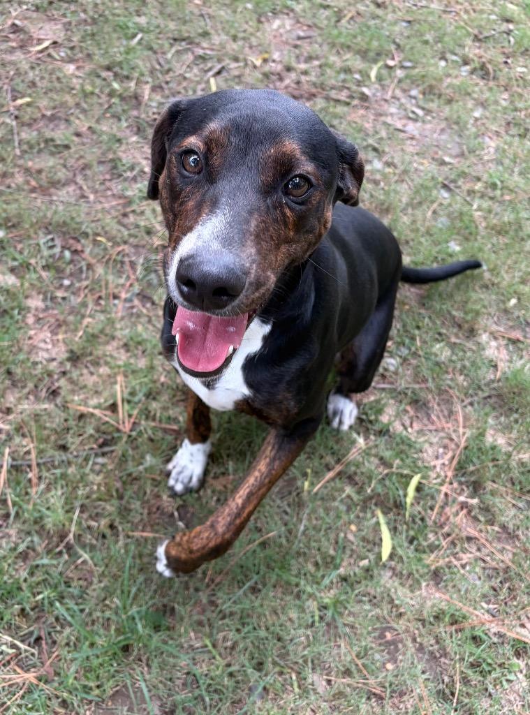 Enlarge Clara, a Adoptable mixed breed in Little Rock, AR image 1/5