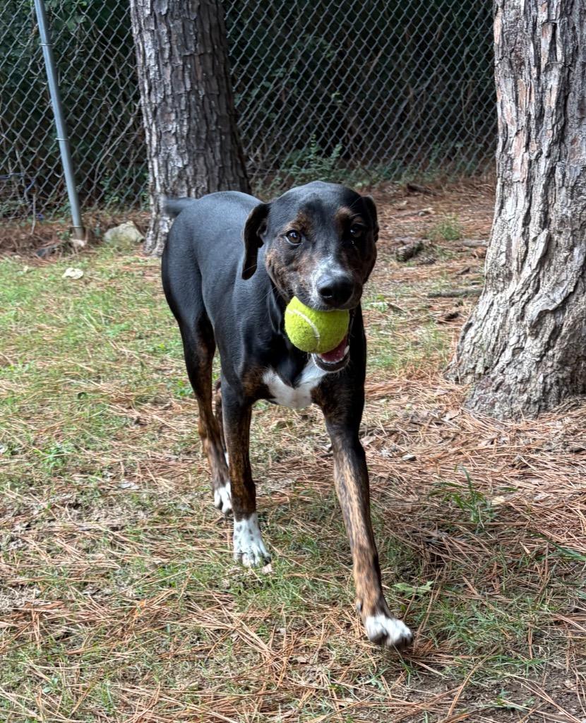 Enlarge Clara, a Adoptable mixed breed in Little Rock, AR image 2/5