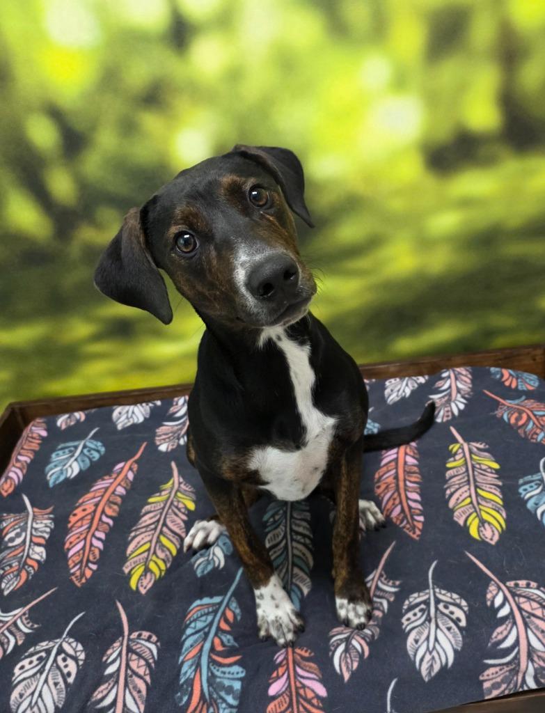 Enlarge Clara, a Adoptable mixed breed in Little Rock, AR image 3/5