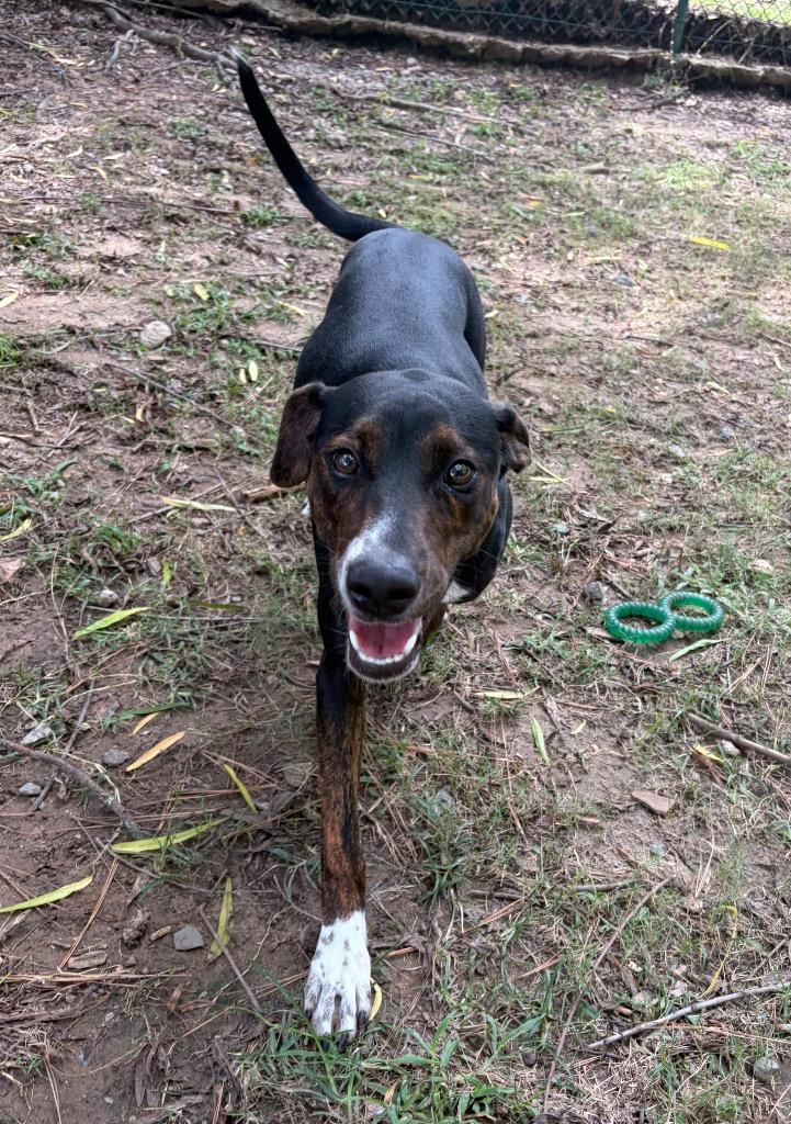 Enlarge Clara, a Adoptable mixed breed in Little Rock, AR image 4/5