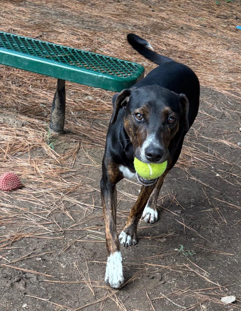 Enlarge Clara, a Adoptable mixed breed in Little Rock, AR image 5/5