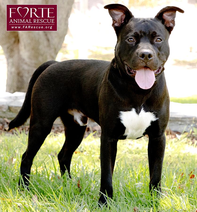 Milo, a ADOPTABLE mixed breed in Marina Del Rey, CA image 4/6