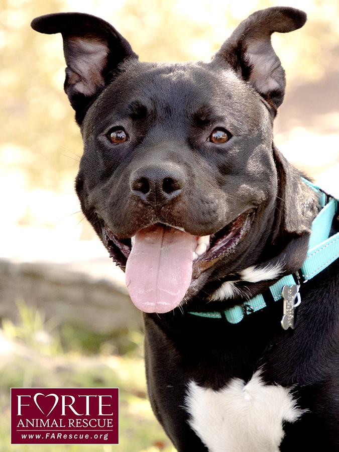 Milo, a ADOPTABLE mixed breed in Marina Del Rey, CA image 5/6