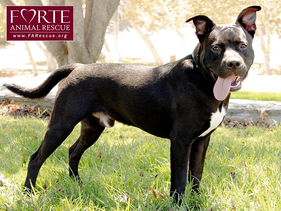 Milo, a ADOPTABLE mixed breed in Marina Del Rey, CA image 2/6