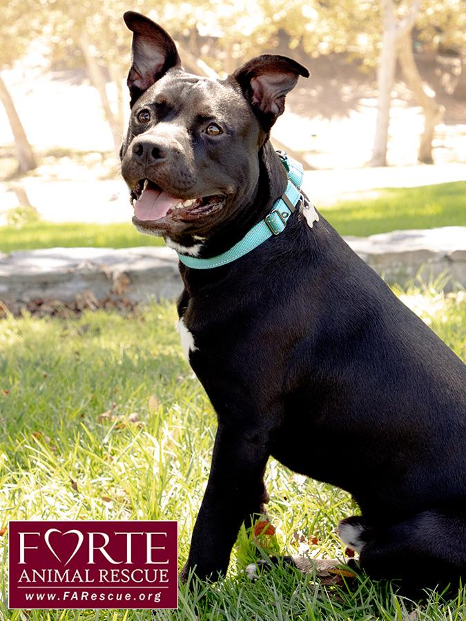 Milo, a ADOPTABLE mixed breed in Marina Del Rey, CA image 3/6