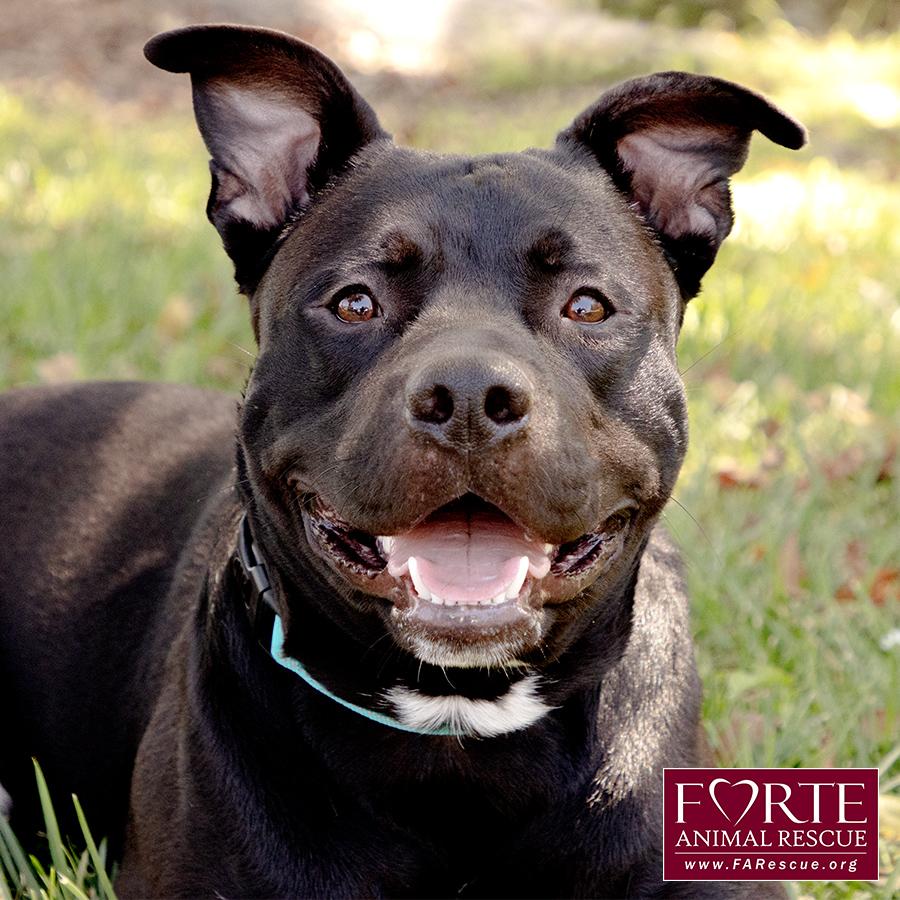 Milo, ADOPTABLE, Young Male American Staffordshire Terrier.