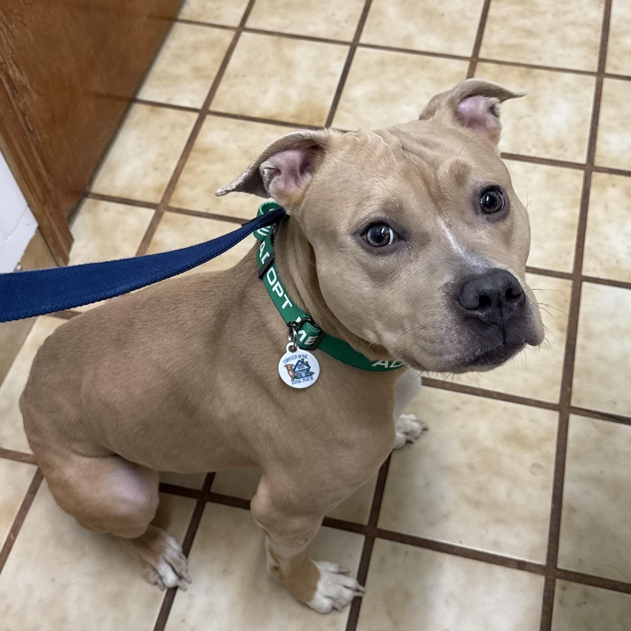 Amelia, ADOPTABLE, Young Female Pit Bull Terrier.