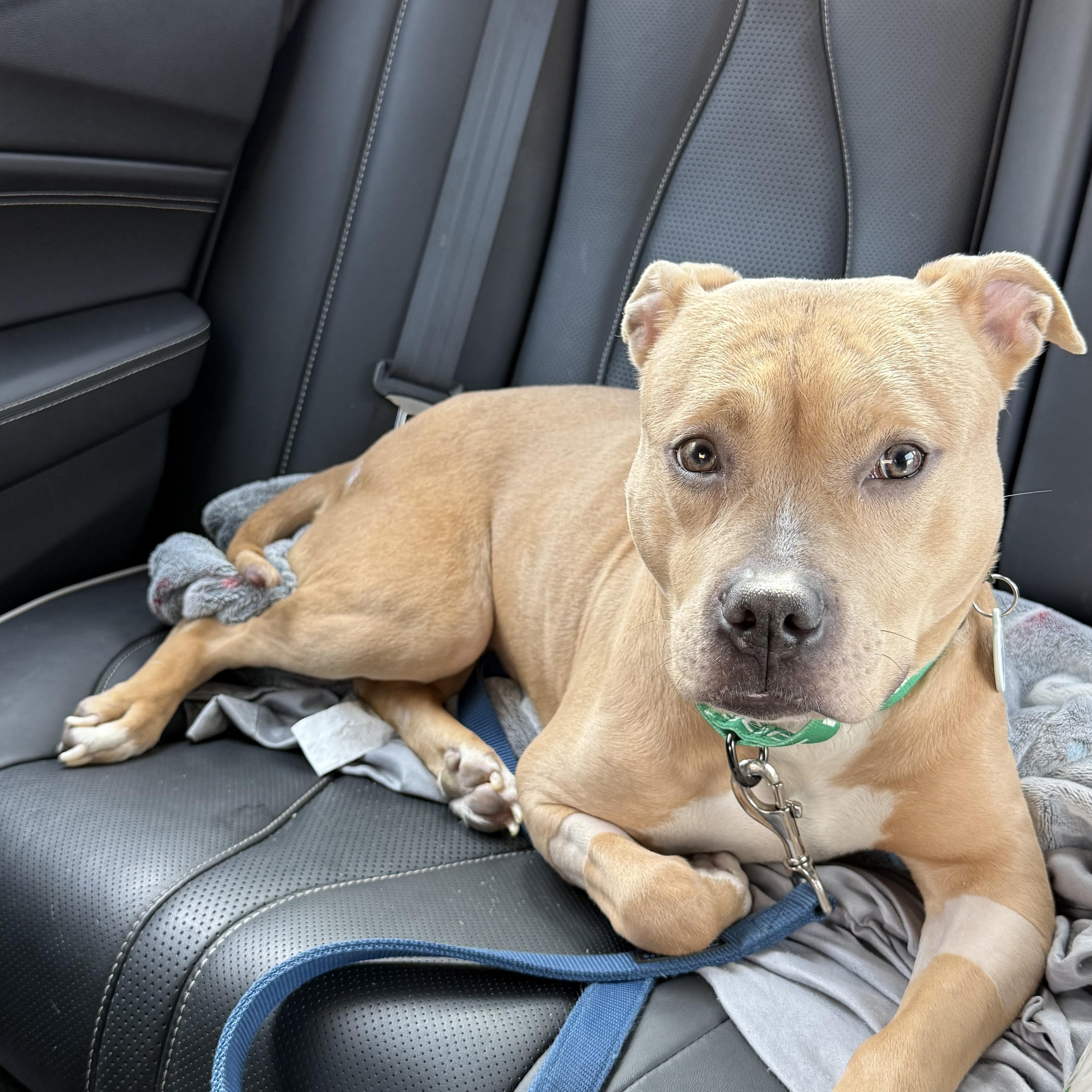 Enlarge Amelia, a ADOPTABLE Pit Bull Terrier in Annapolis, MD image 3/5