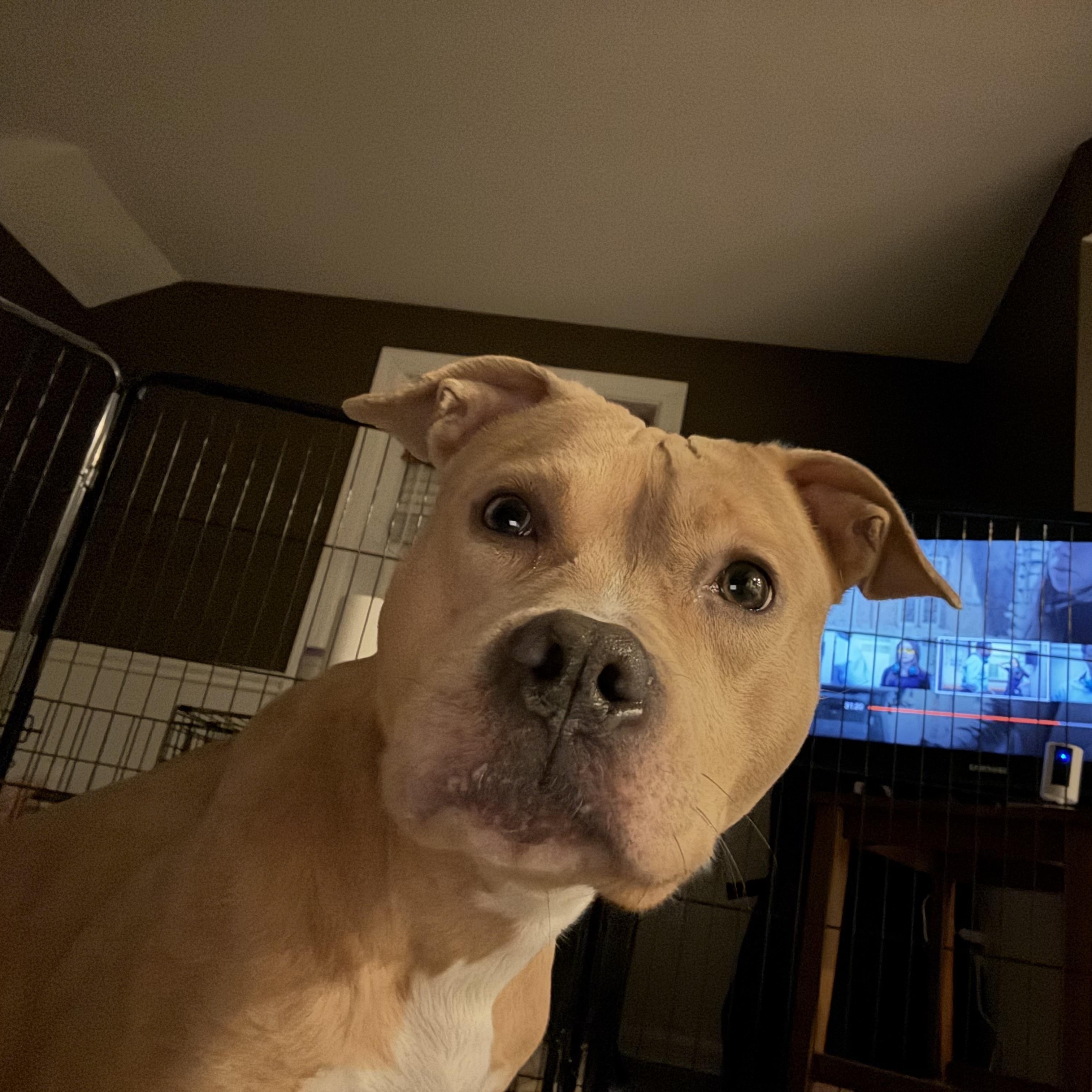 Enlarge Amelia, a ADOPTABLE Pit Bull Terrier in Annapolis, MD image 2/5