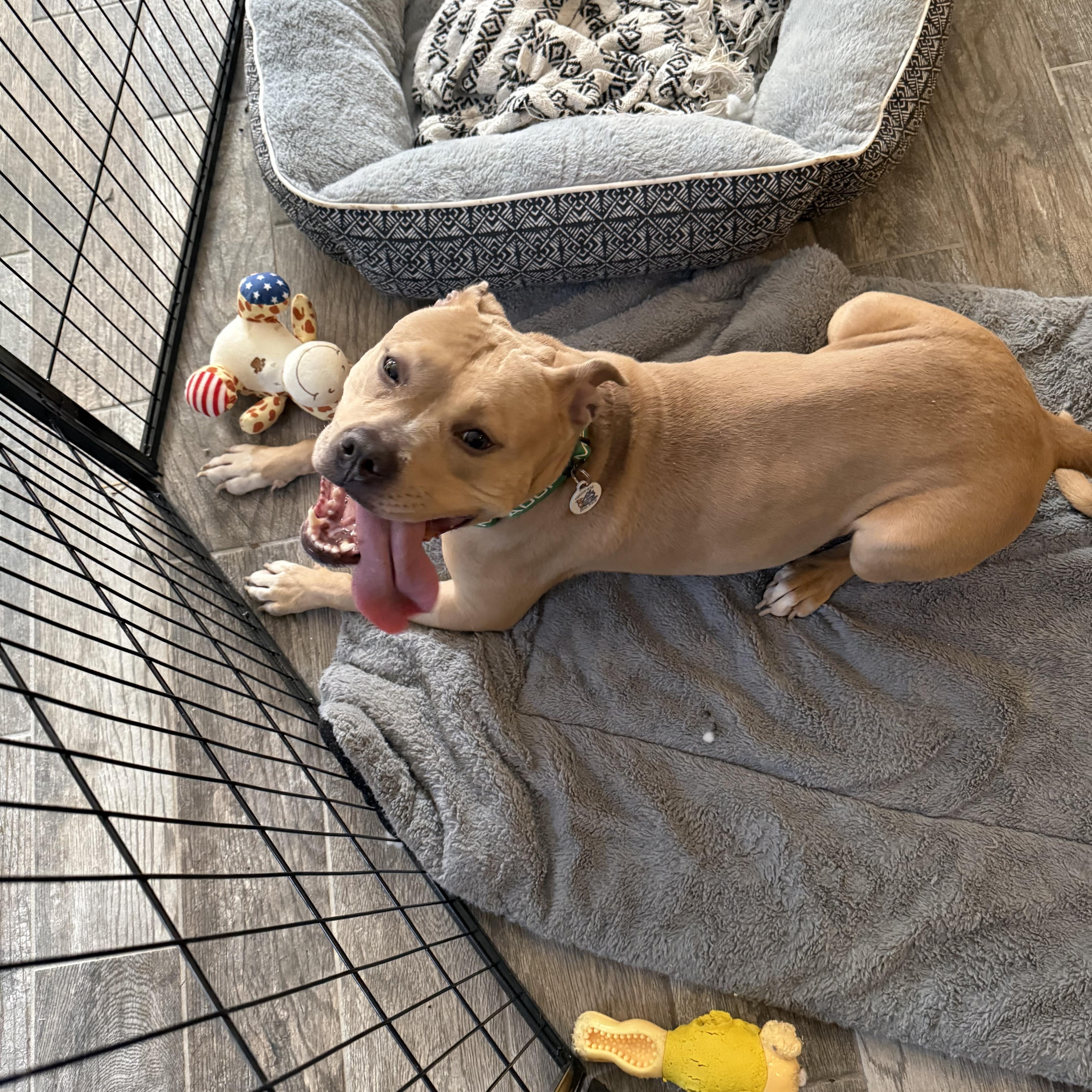 Enlarge Amelia, a ADOPTABLE Pit Bull Terrier in Annapolis, MD image 4/6