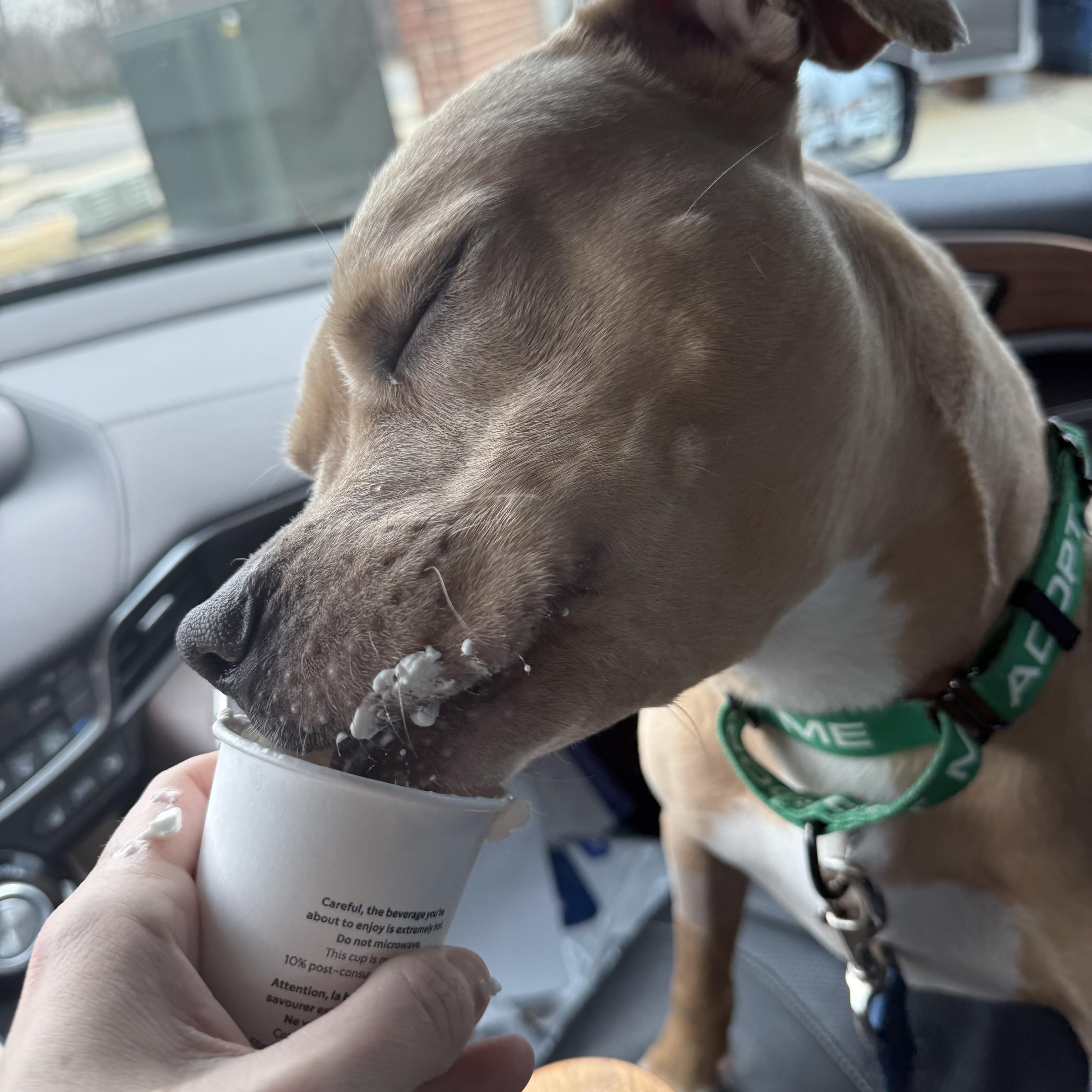 Amelia, ADOPTABLE, Young Female Pit Bull Terrier.