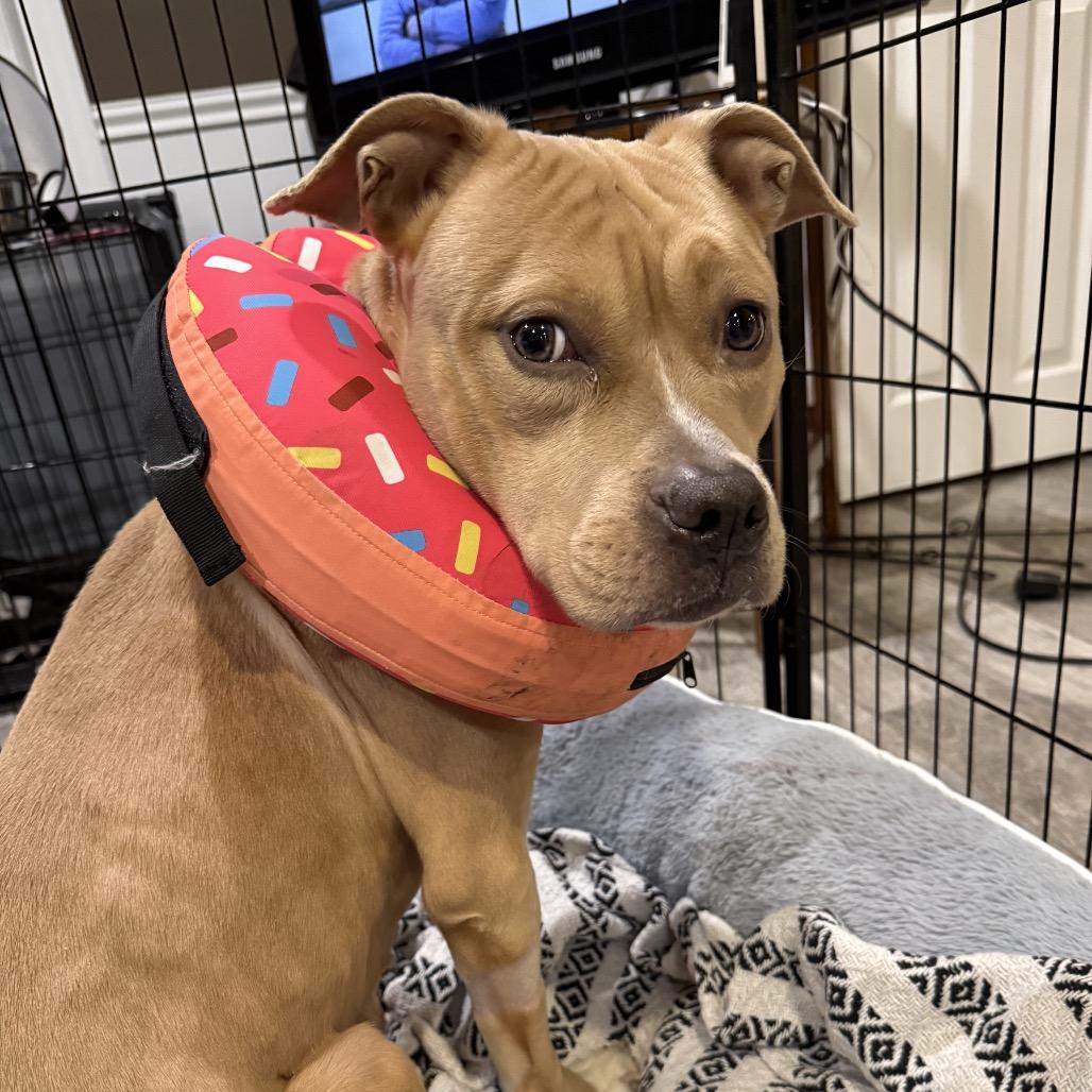 Enlarge Amelia, a ADOPTABLE Pit Bull Terrier in Annapolis, MD image 5/5