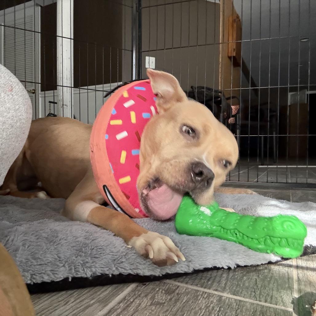 Enlarge Amelia, a ADOPTABLE Pit Bull Terrier in Annapolis, MD image 4/5