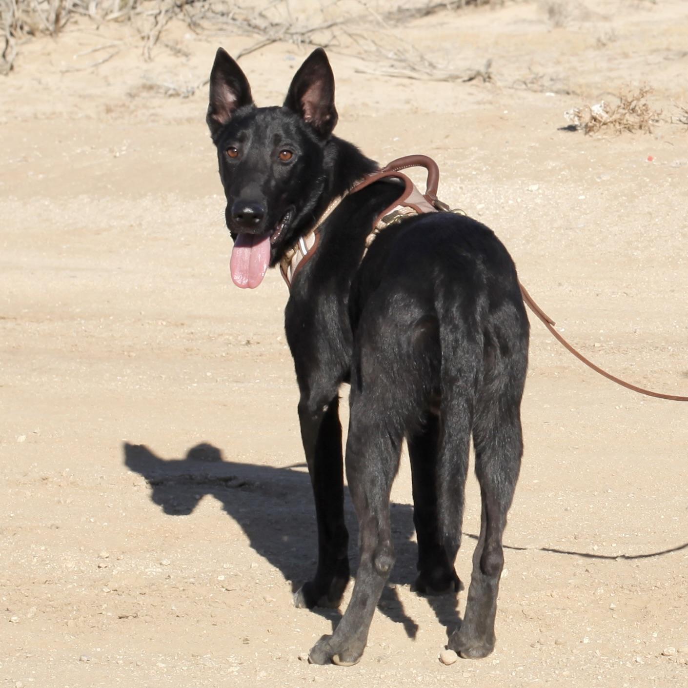 Enlarge TEX, an adopted mixed breed in Joshua Tree, CA image 4/4