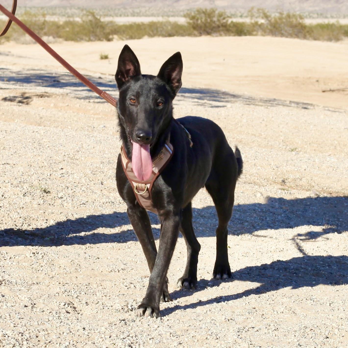 Enlarge TEX, an adopted mixed breed in Joshua Tree, CA image 3/4