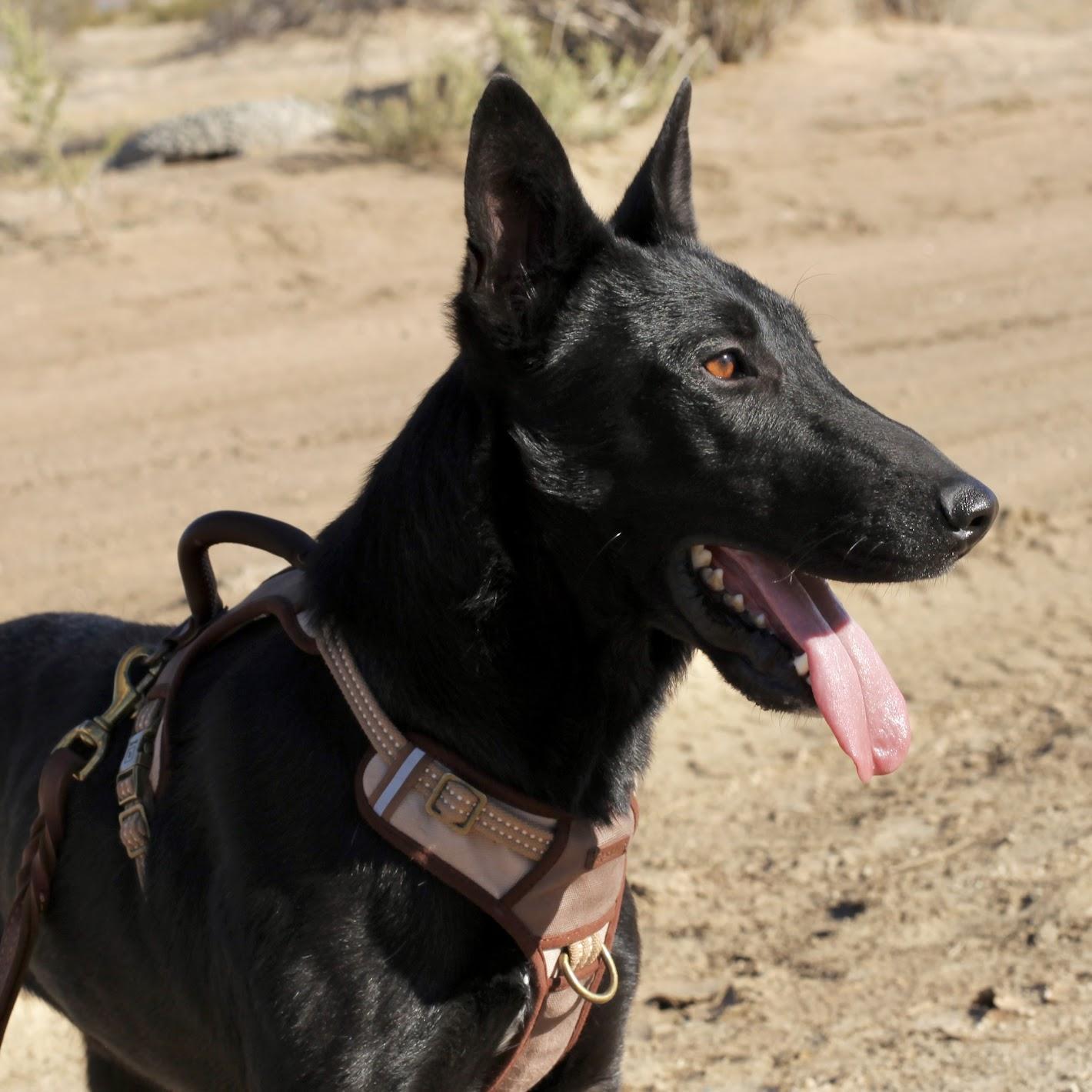 TEX, adopted, Adult Male Bull Terrier & Black Labrador Retriever.
