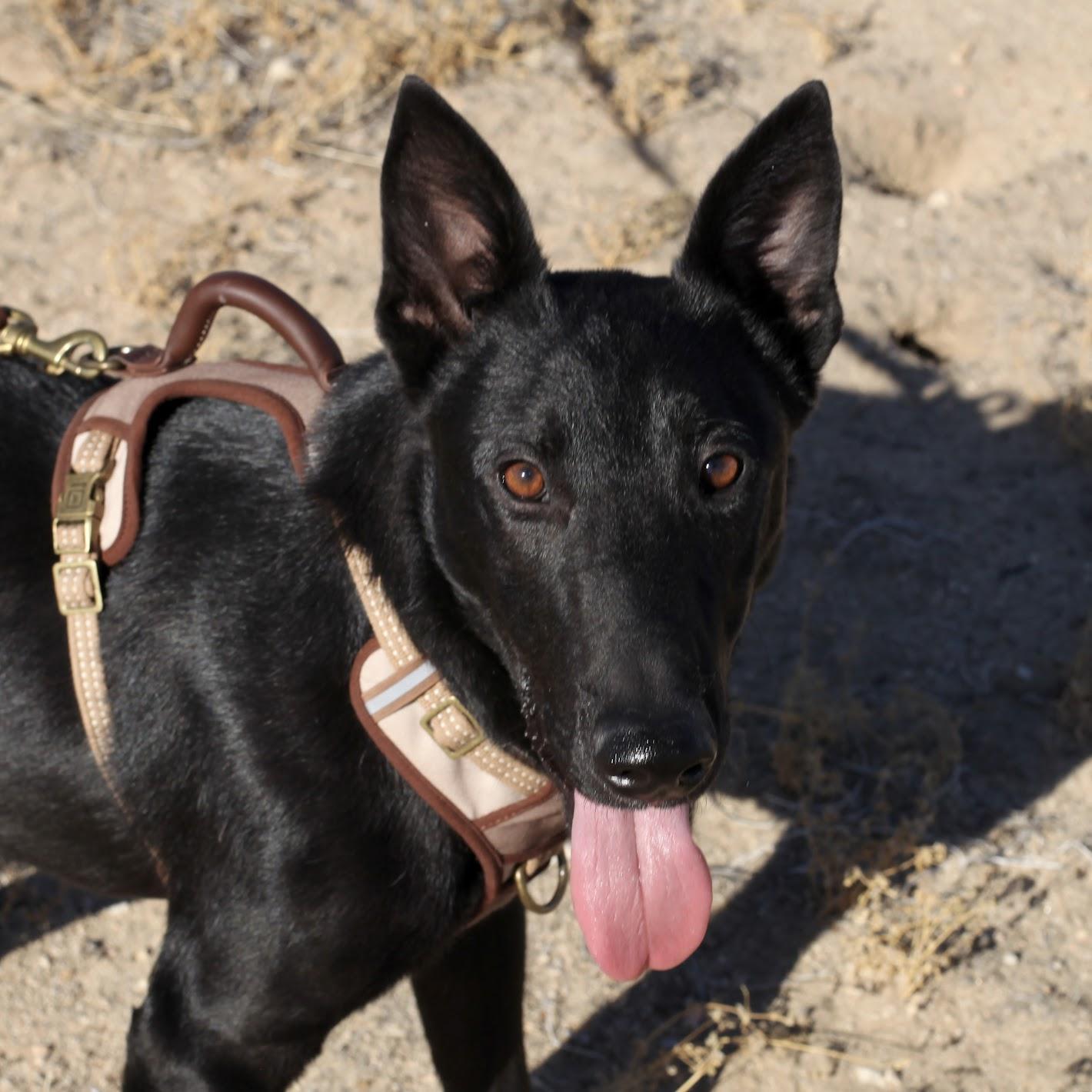 Enlarge TEX, an adopted mixed breed in Joshua Tree, CA image 2/4