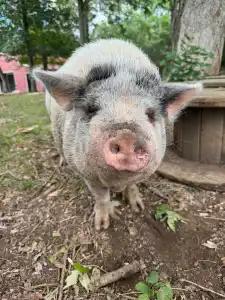 Enlarge Patti, a Adoptable Pot Bellied in Mount Juliet, TN image 1/1