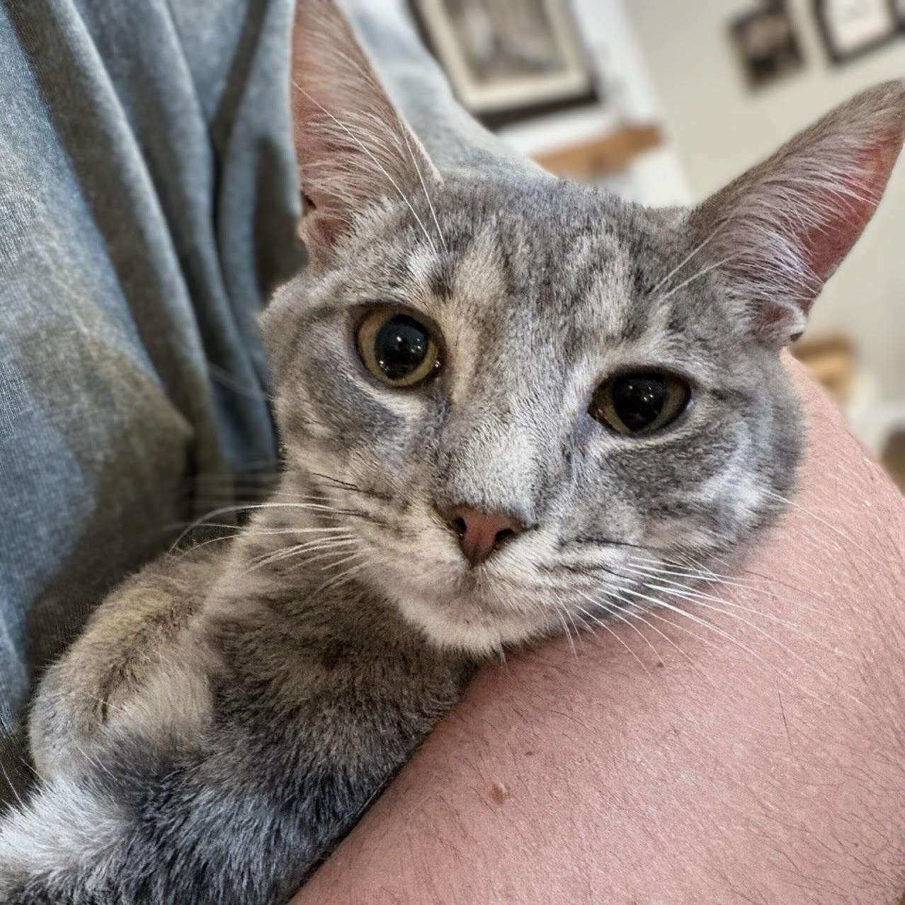 Skye, ADOPTABLE, Kitten Female Tabby.