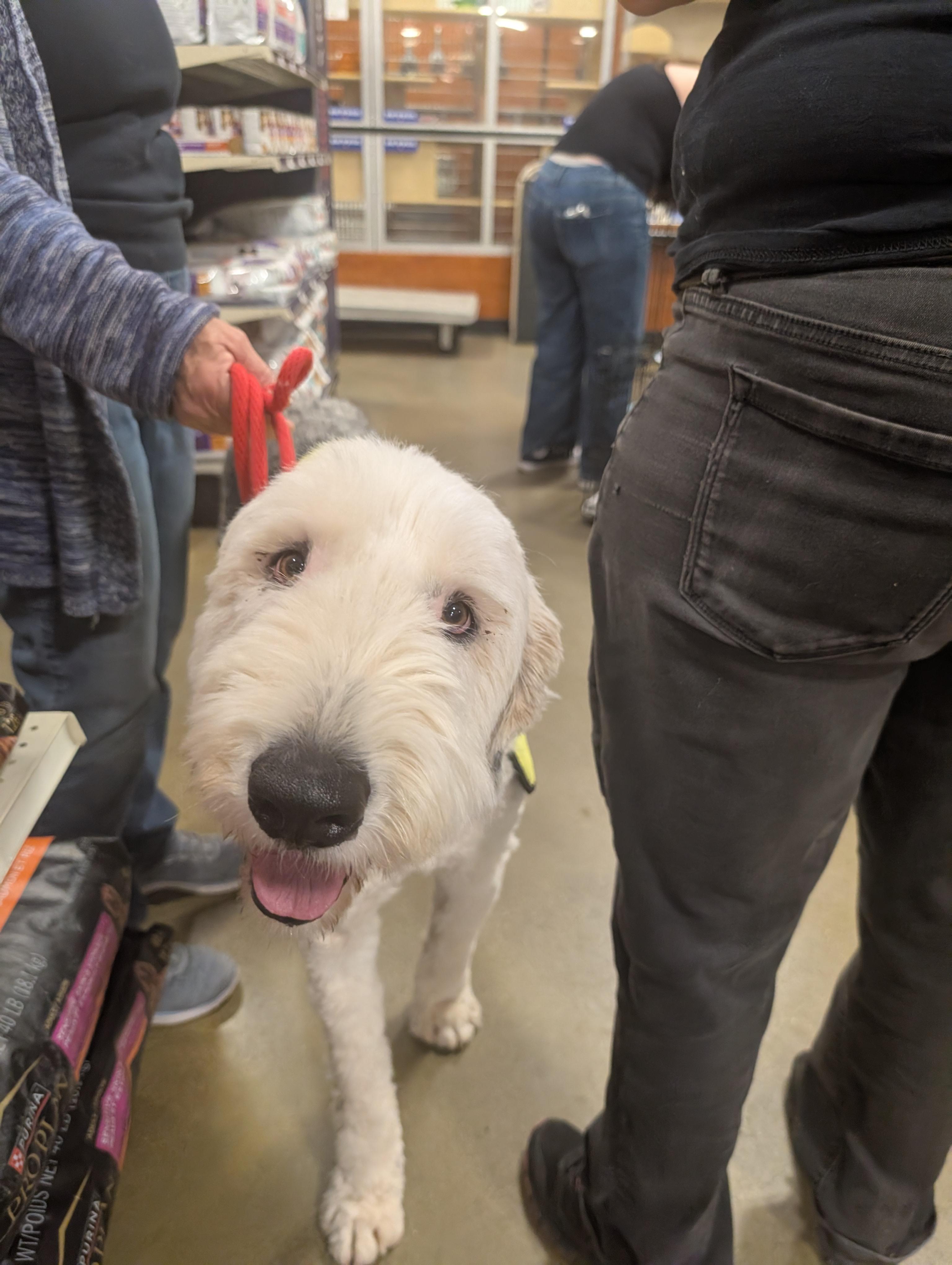 moose, a ADOPTABLE mixed breed in Saint David, AZ image 4/5