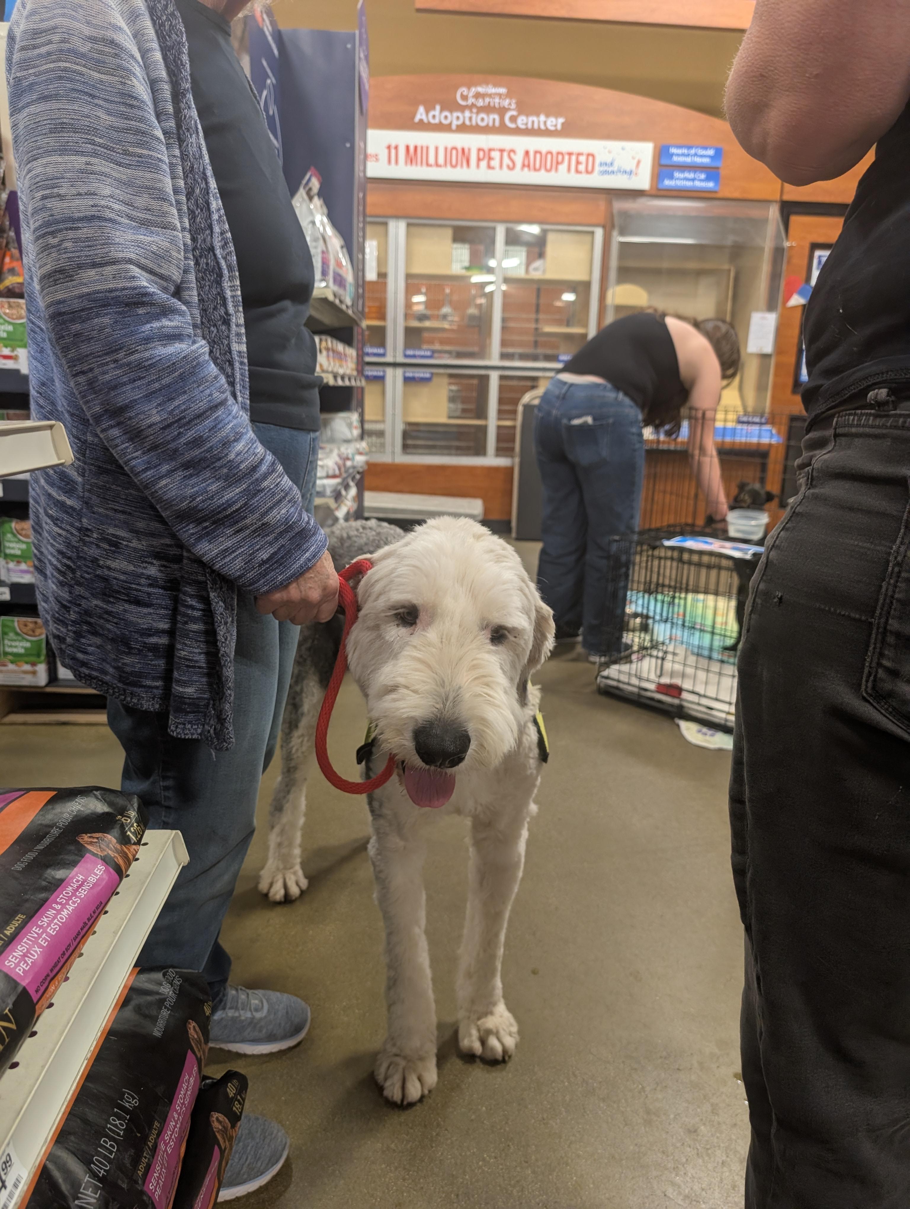 moose, a ADOPTABLE mixed breed in Saint David, AZ image 5/5