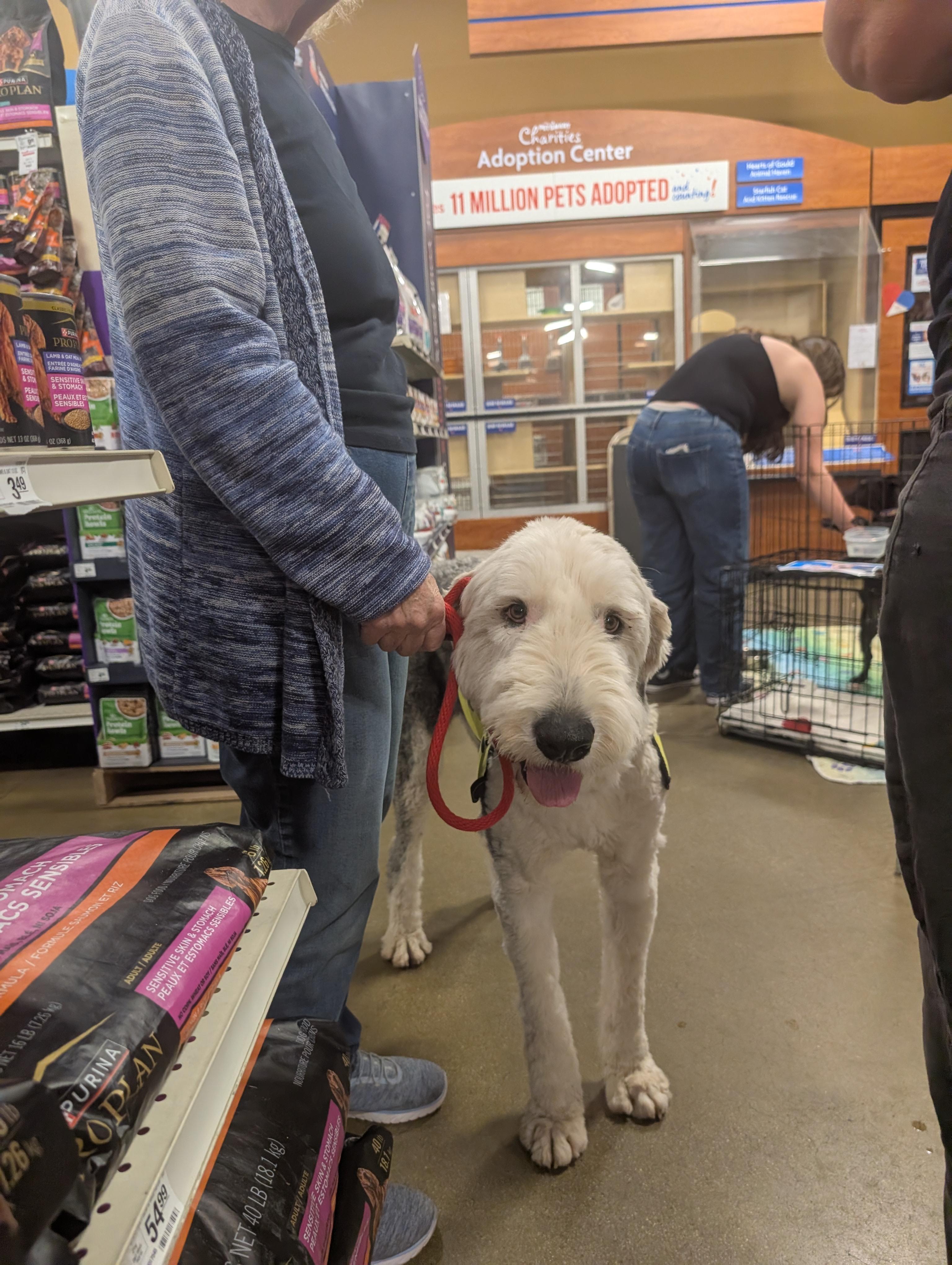 moose, a ADOPTABLE mixed breed in Saint David, AZ image 3/5