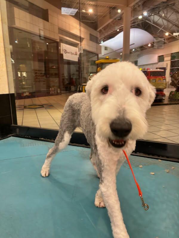 moose, ADOPTABLE, Adult Male Old English Sheepdog.