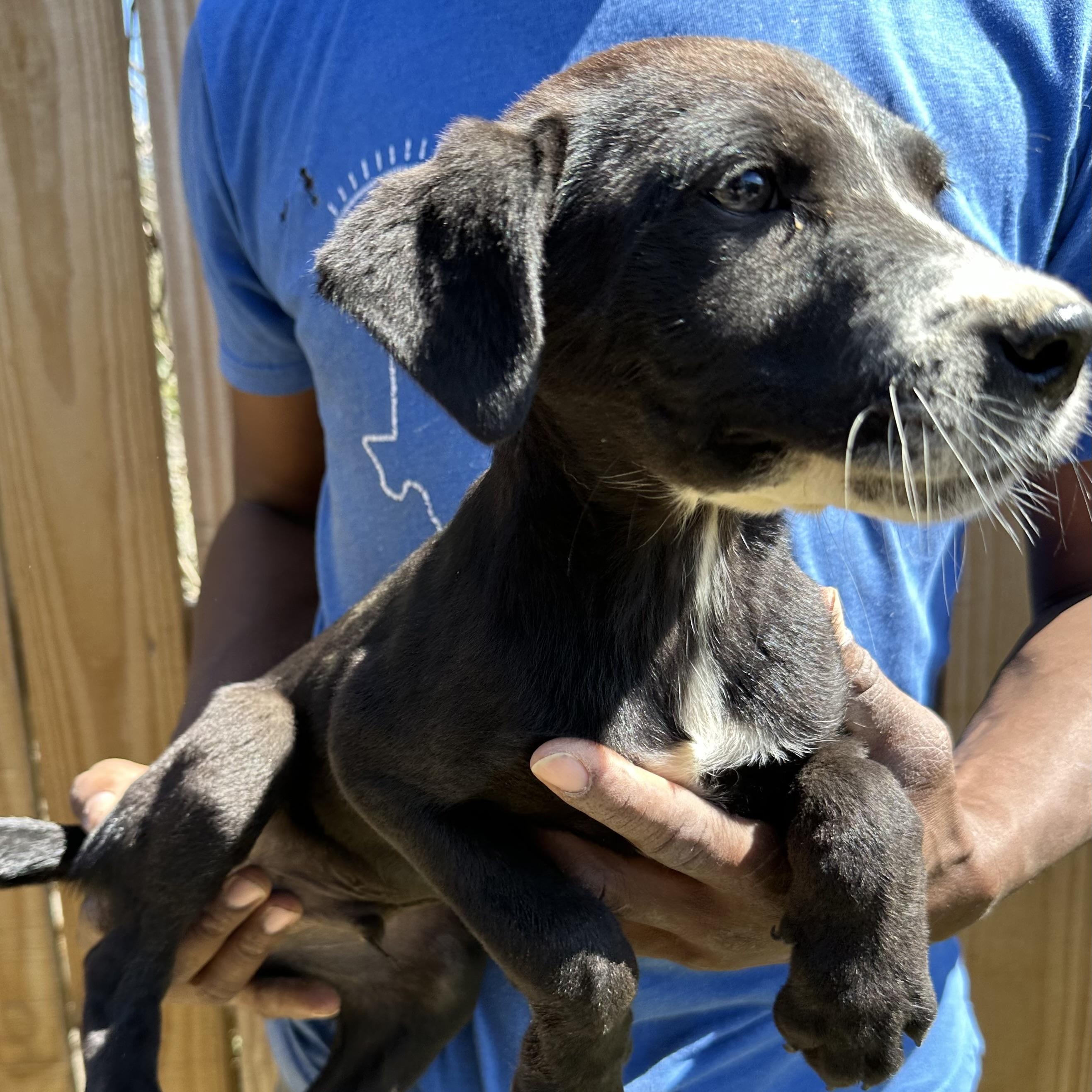 Enlarge Bolt - Local May 22-24, an adoptable mixed breed in Westerly, RI image 2/6
