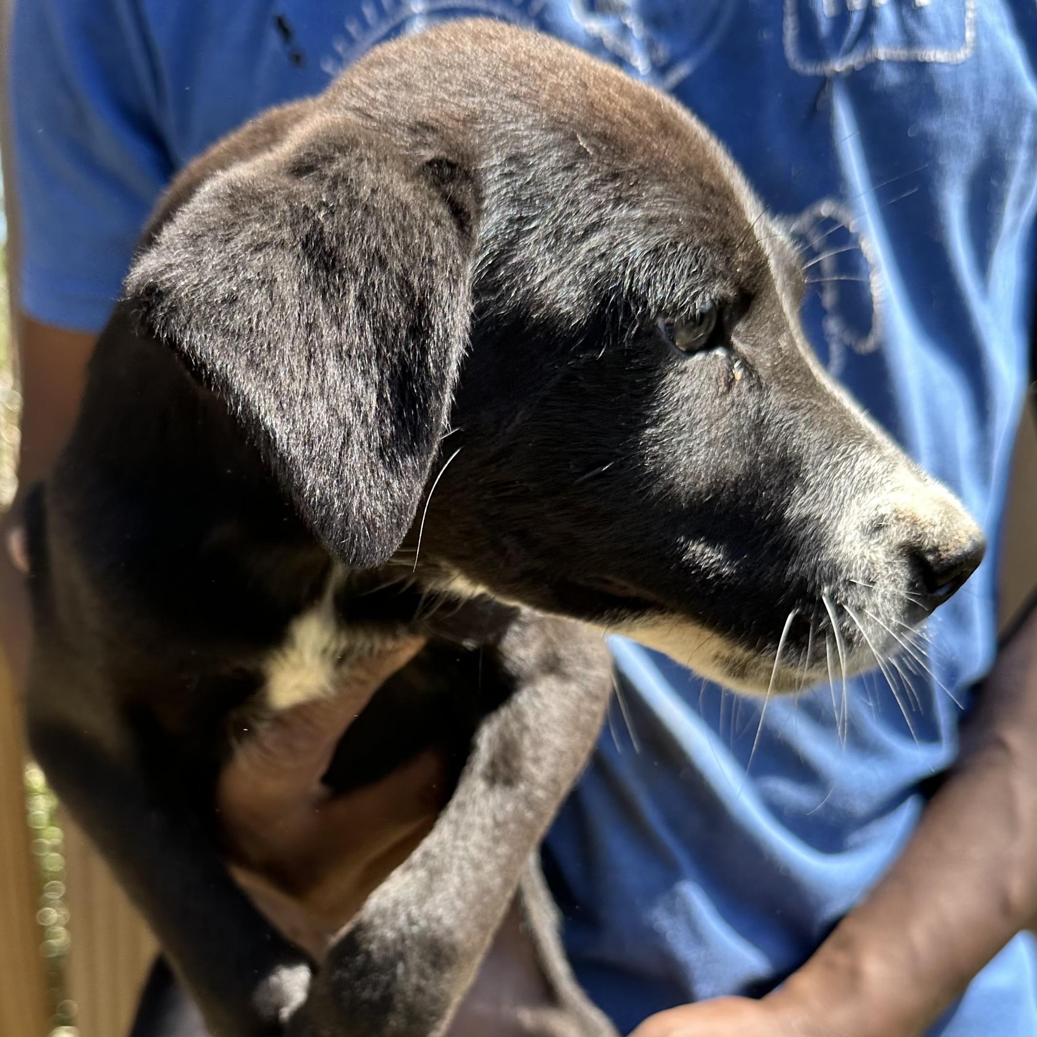 Enlarge Bolt - Local May 22-24, an adoptable mixed breed in Westerly, RI image 3/6