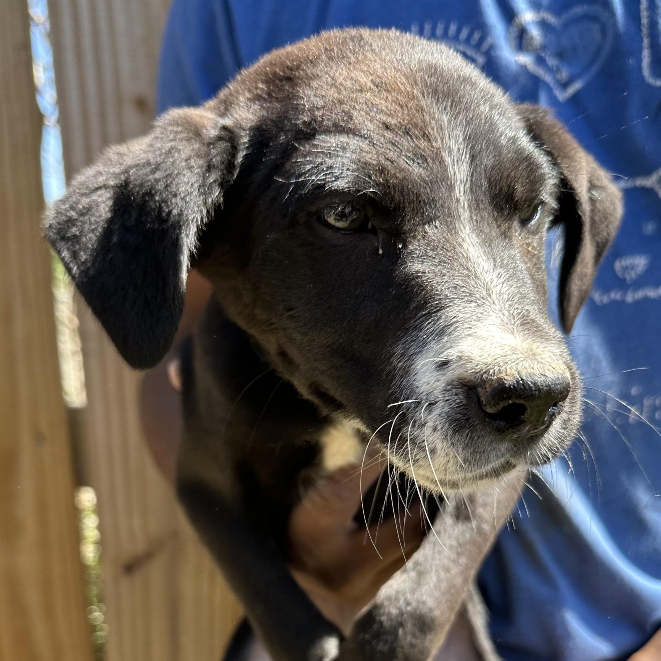 Enlarge Bolt - Local May 22-24, an adoptable mixed breed in Westerly, RI image 4/6