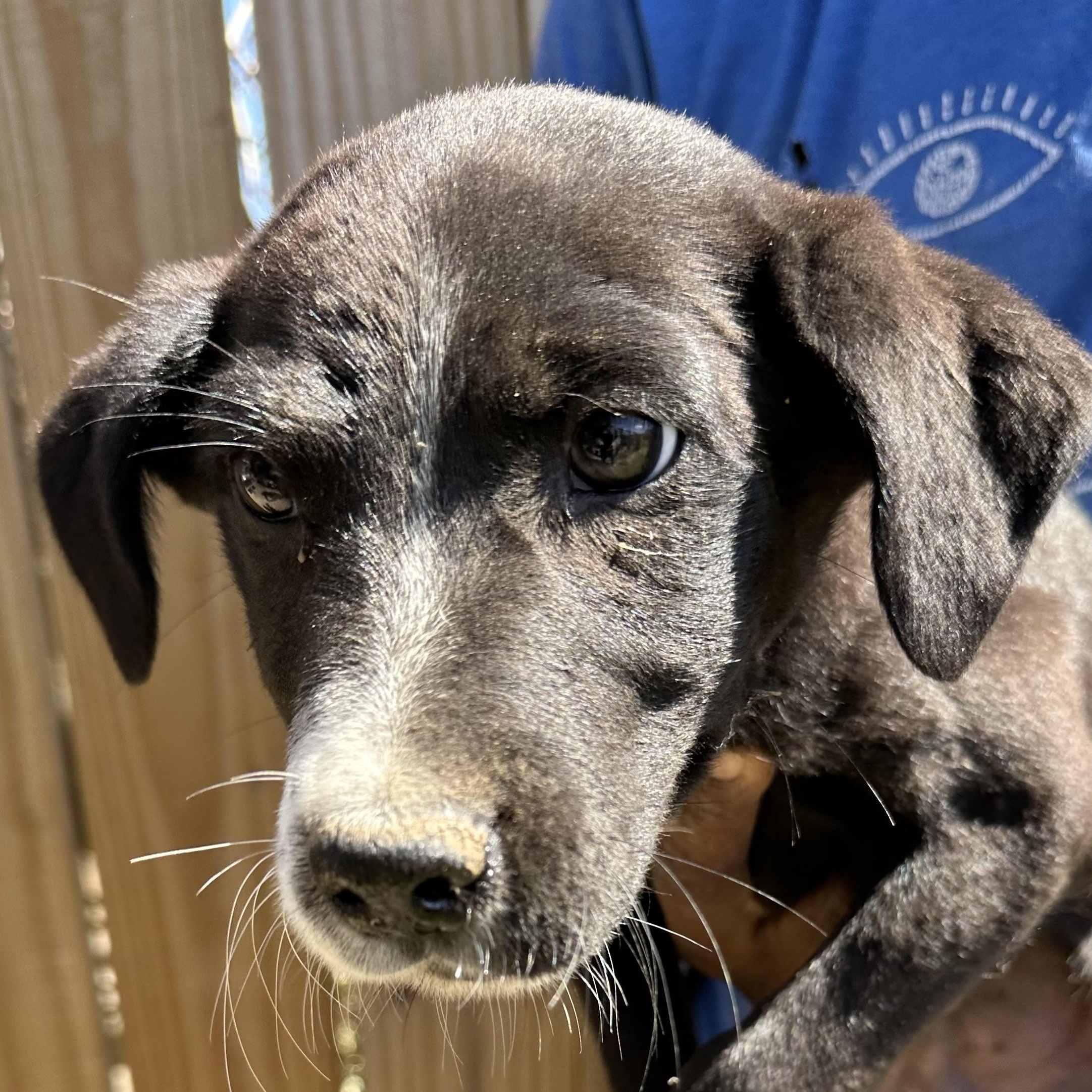 Enlarge Bolt - Local May 22-24, an adoptable mixed breed in Westerly, RI image 5/6