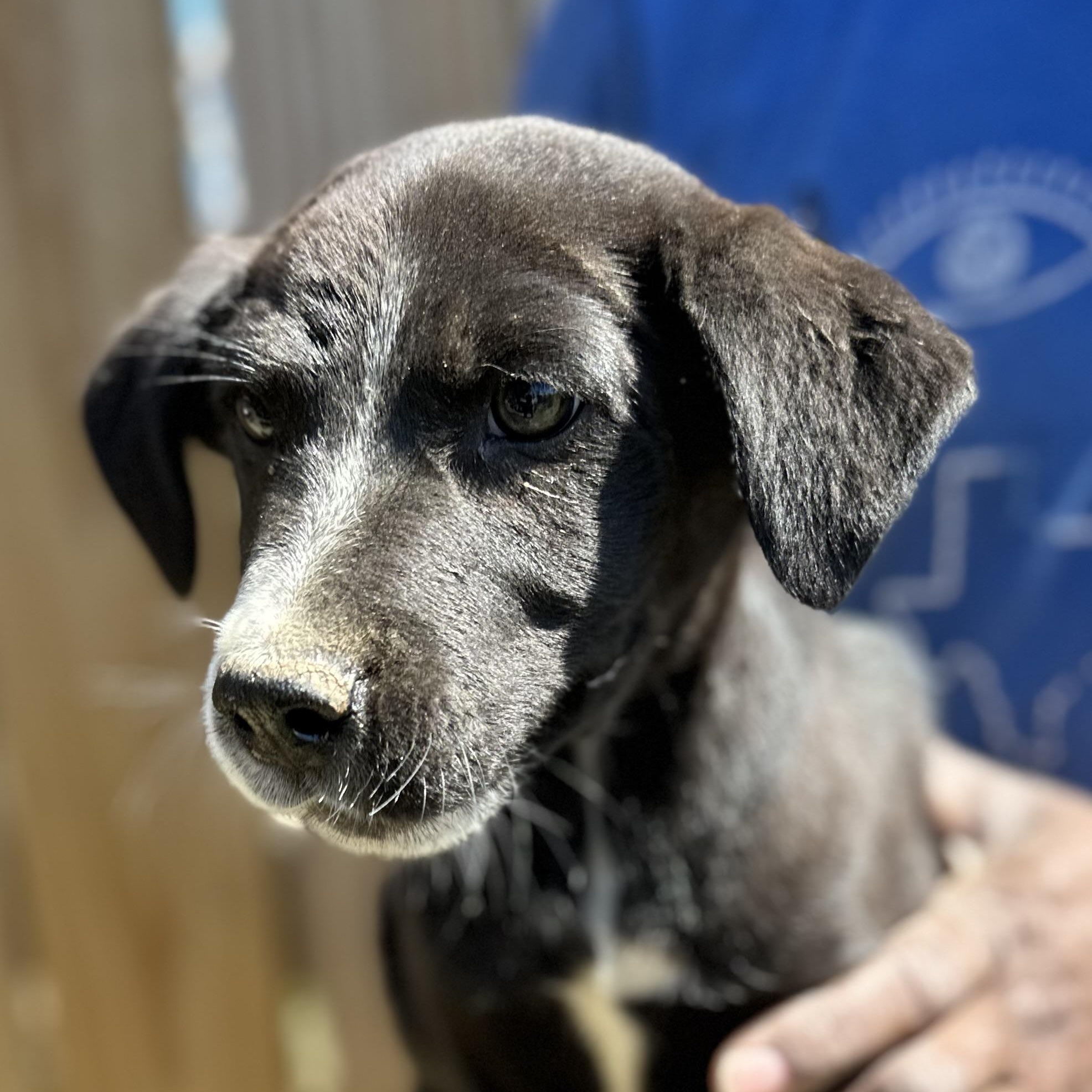 Enlarge Bolt - Local May 22-24, an adoptable mixed breed in Westerly, RI image 6/6