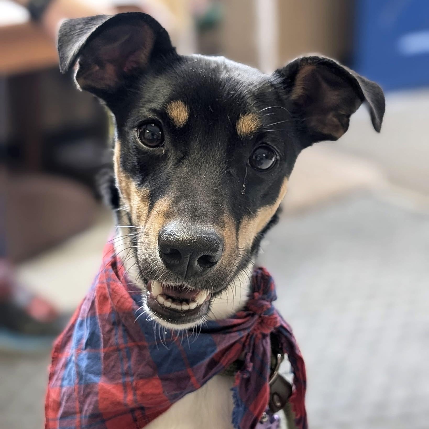 Enlarge Ripp, an adopted mixed breed in House Springs, MO image 1/1