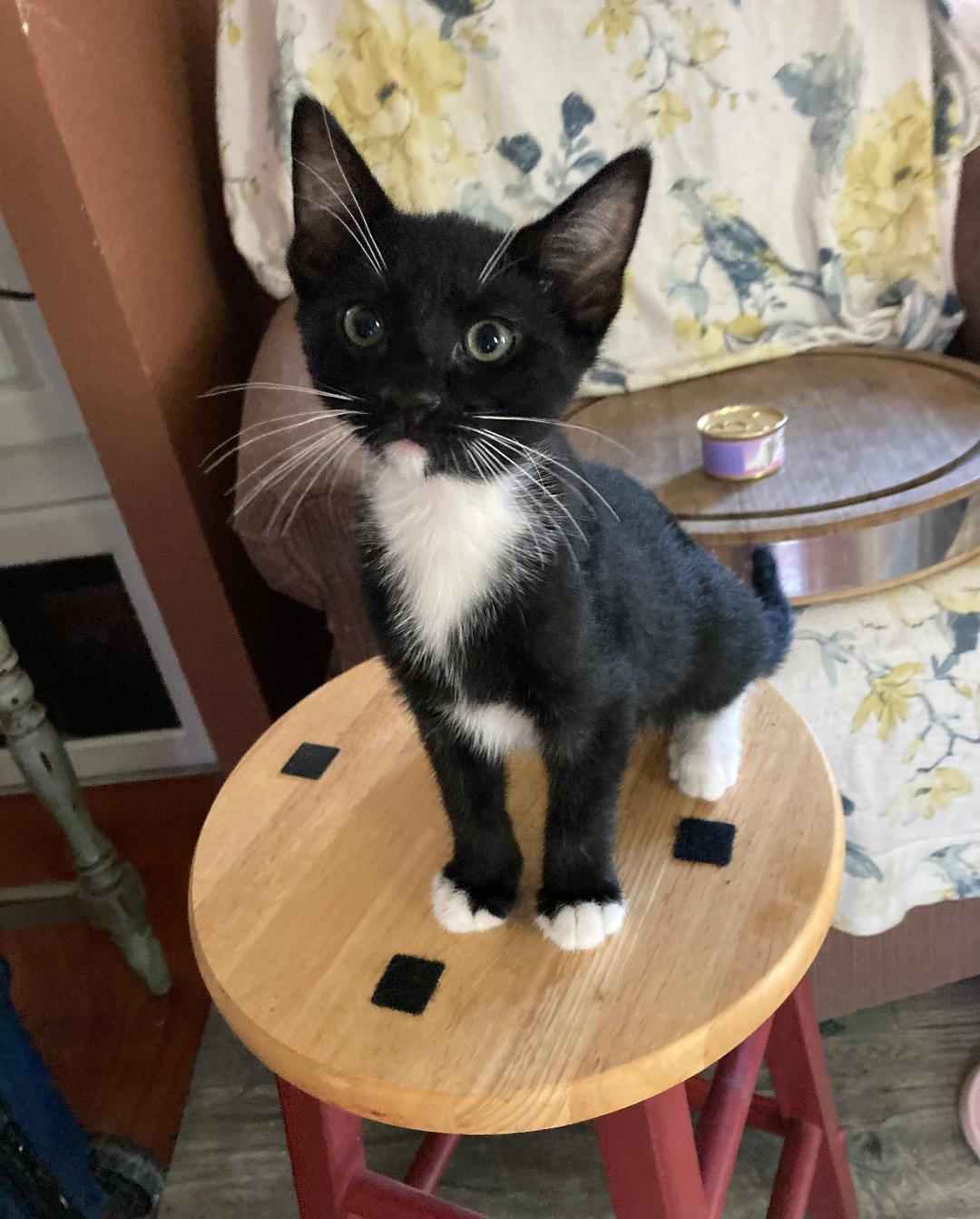 Enlarge Little Bear, a Adoptable Tuxedo in Rancho Palos Verdes, CA image 3/3