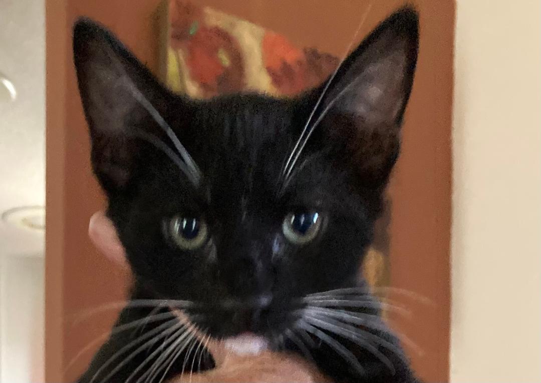 Enlarge Little Bear, a Adoptable Tuxedo in Rancho Palos Verdes, CA image 2/3